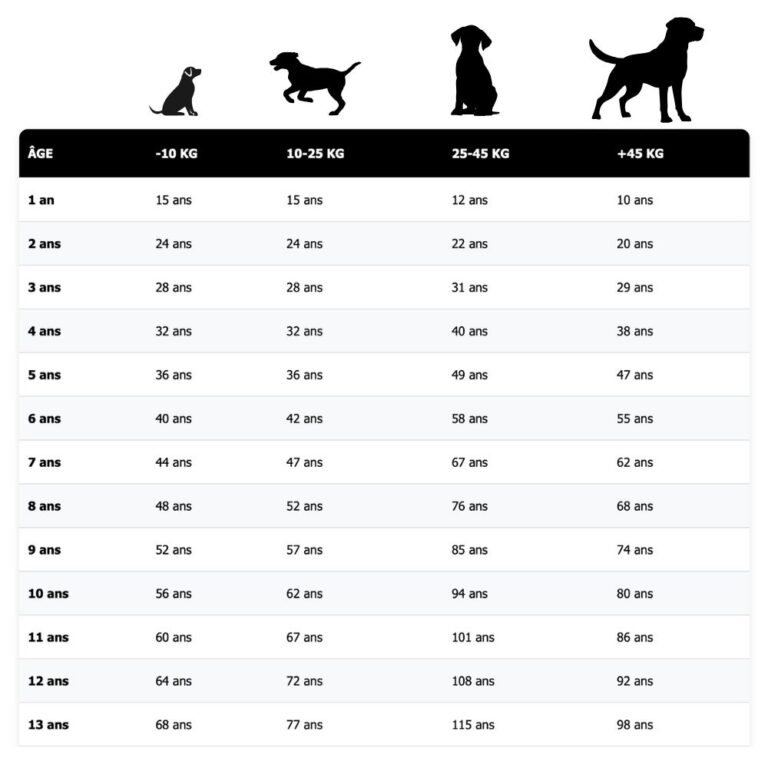 Lire la suite à propos de l’article Âge chien en humain : comment le calculer ?