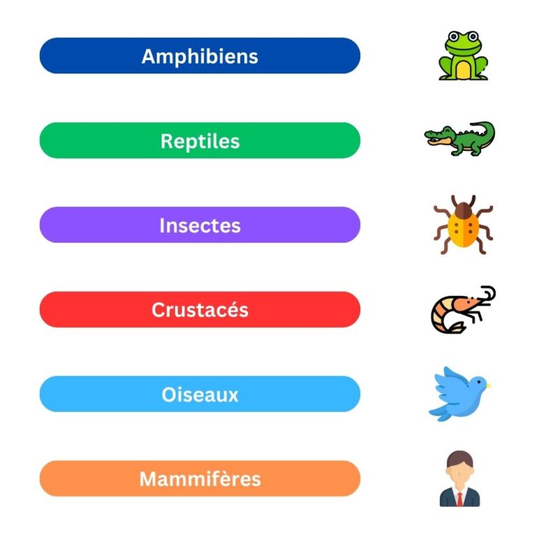 Lire la suite à propos de l’article Les classes du règne animal : organisation et diversité