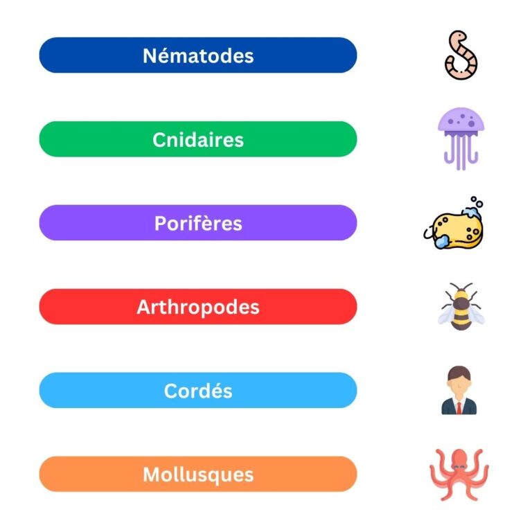 Lire la suite à propos de l’article L’embranchement (phylum) : une clé de la classification du règne animal