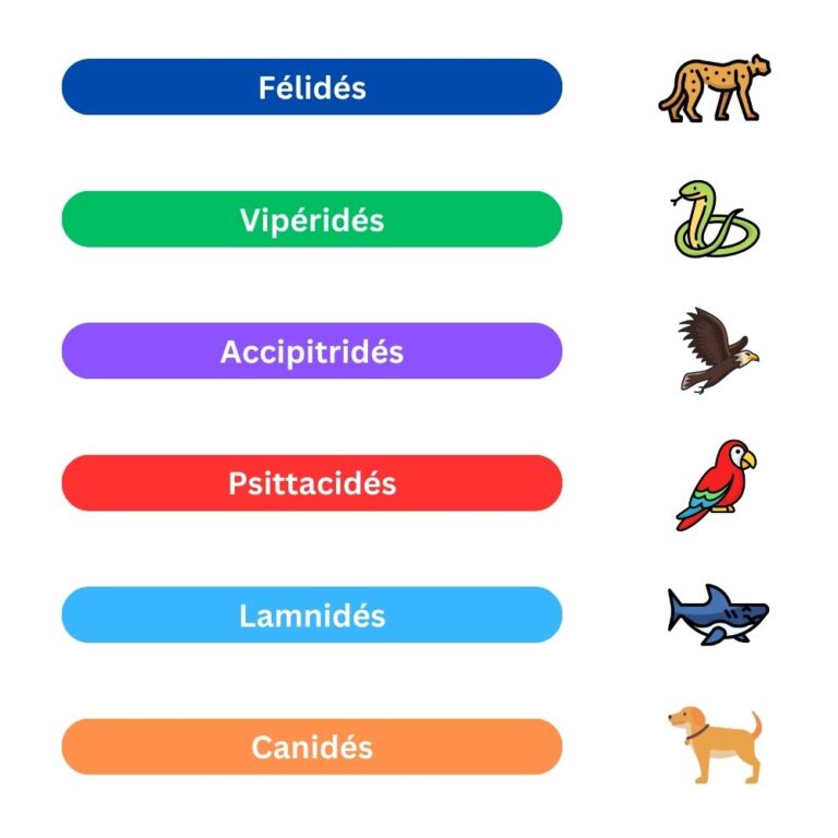 Lire la suite à propos de l’article La famille dans la classification des animaux : rôle et importance