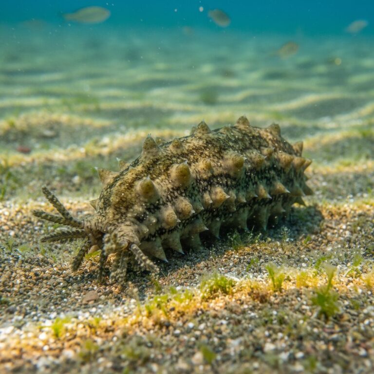 Lire la suite à propos de l’article Concombre de mer