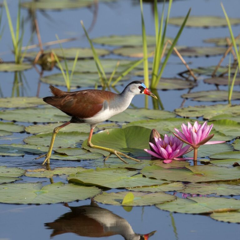 Lire la suite à propos de l’article Jacana