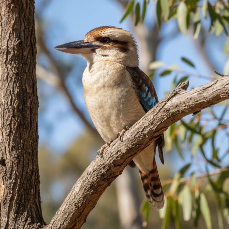 Lire la suite à propos de l’article Kookaburra